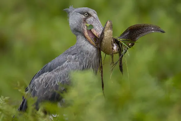Shoebill bird with a fish in its beak in a green foliage background