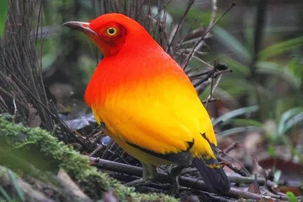 Flame Bowerbird perched on a branch
