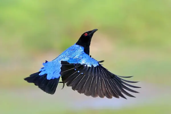 Vibrant Asian Fairy-Bluebird in mid-flight, showcasing its striking blue and black plumage