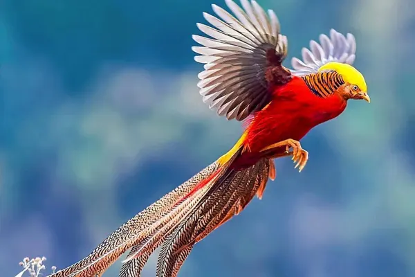Golden Pheasant in flight with wings spread