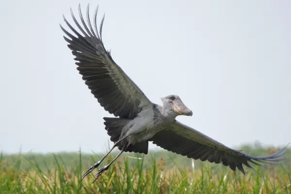 Shoebill bird in flight with wings spread over a grassy field
