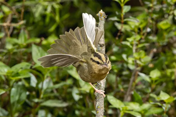 Worm-eating Warbler bird perched on a branch, spreading its wings