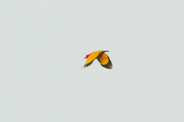 Flame Bowerbird in flight against a gray sky