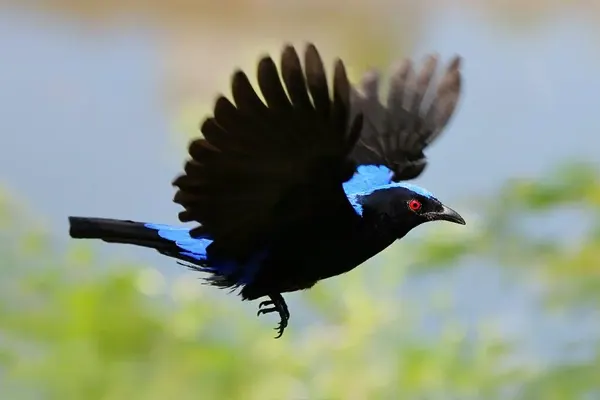 Vibrant Asian Fairy-Bluebird in mid-flight over natural habita