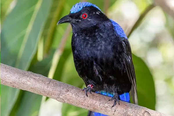 Vibrant Asian Fairy-Bluebird with deep blue feathers and a red eye, perched on a branch amidst green foliage