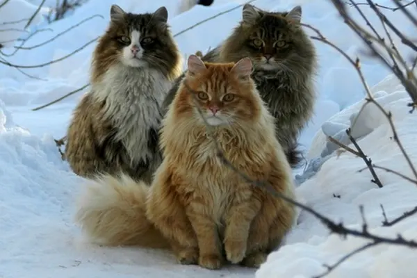 Three Norwegian Forest Cats sitting in a snowy landscape
