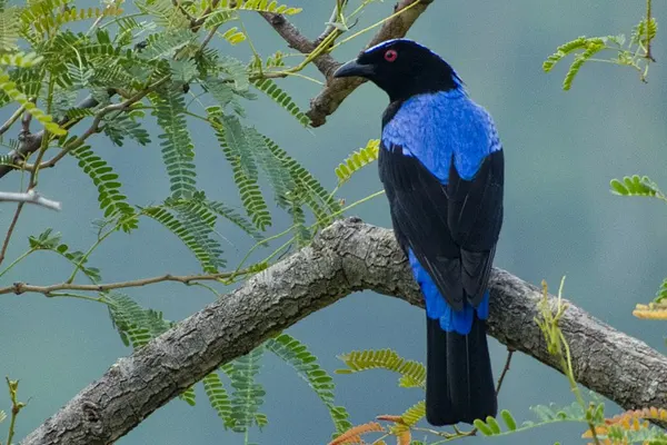 ibrant Asian Fairy-Bluebird perched on a textured branch in a wooded environment