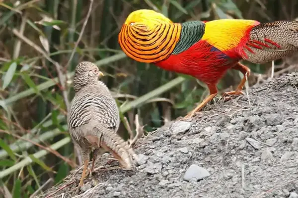 Colorful Golden Pheasant and brown female pheasant on a rock
