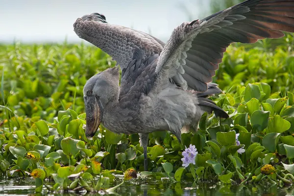 Shoebill bird with wings spread, standing on a bed of green plants in a body of water
