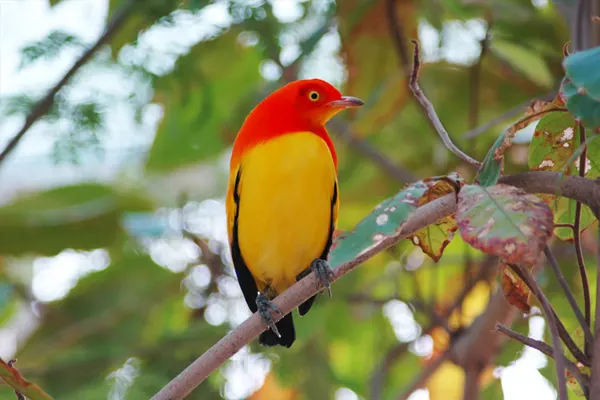 Flame Bowerbird perched on a branch with green leaves background