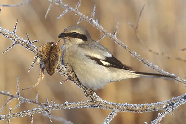 Northern Shrike bird perched on a frost-covered branch with prey in its beak