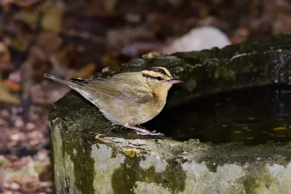 Worm-eating Warbler bird perched on a moss-covered stone basin in a natural, woodland setting