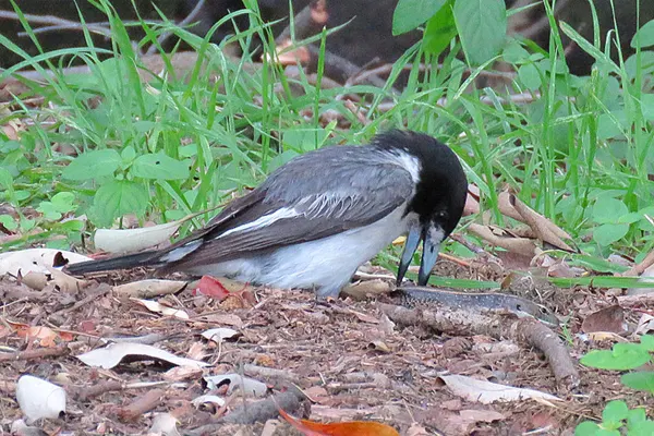 Grey Butcherbird pecking at ground in wooded area