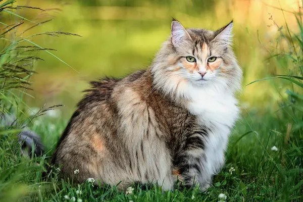Fluffy Norwegian Forest Cat sitting in a grassy field with white flowers