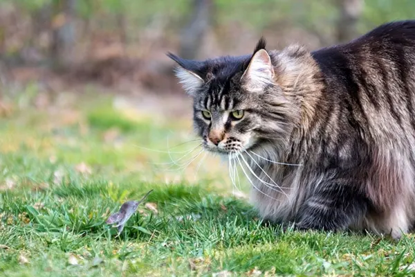 Attentive Norwegian Forest Cat observing a small bird on green grass