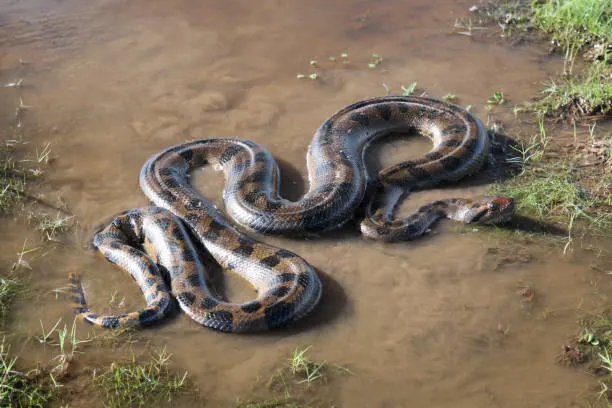 Large anaconda coiled in shallow water