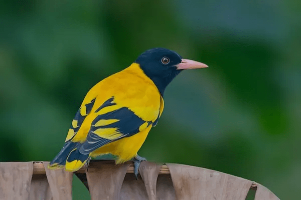 Black-Hooded Oriole on weathered wooden fence