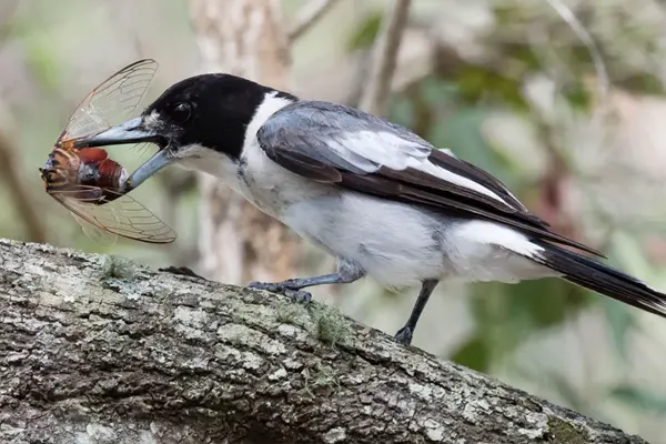 Grey Butcherbird on branch with insect in beak