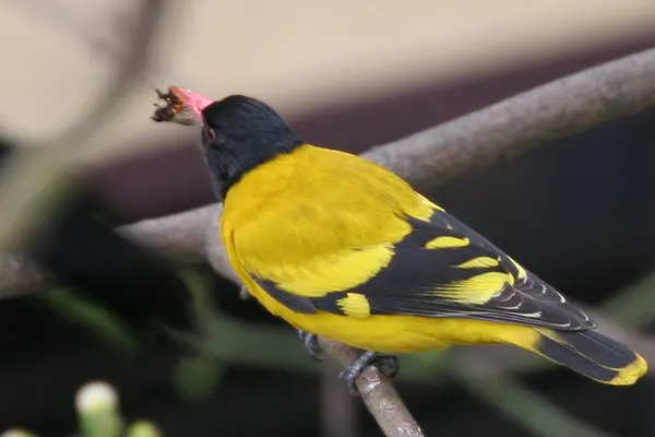 Black-Hooded Oriole with an insect in its beak