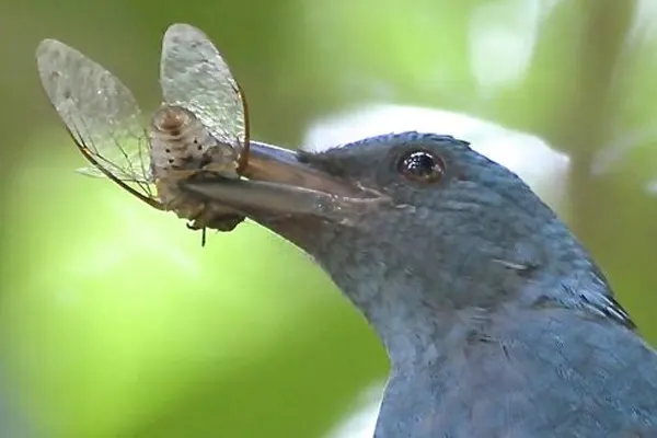 Asian Fairy-Bluebird holding a butterfly in its beak amidst greenery.