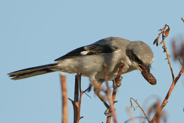 Northern Shrike bird perched on a branch with a caterpillar in its beak