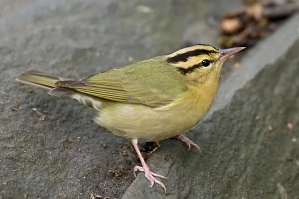 Worm-eating Warbler bird, characterized by its olive-green upperparts and light underside, perched on a grey rock in an outdoor setting