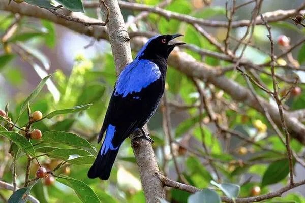 Vibrant Asian Fairy-Bluebird perched on a fruit-laden branch amidst greenery