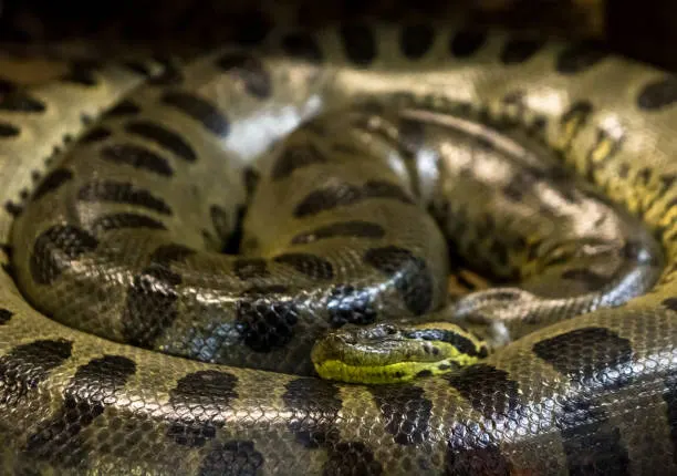 Close-up of coiled anaconda’s body and head