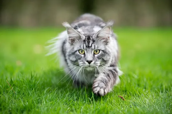 Norwegian Forest Cat walking through vibrant green grass in a natural environment
