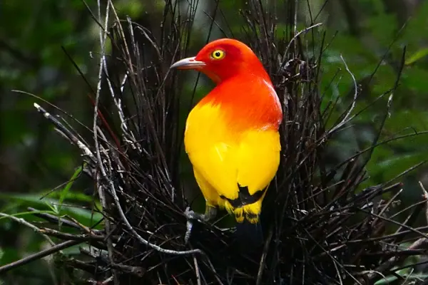 Flame Bowerbird perched on a stick nest