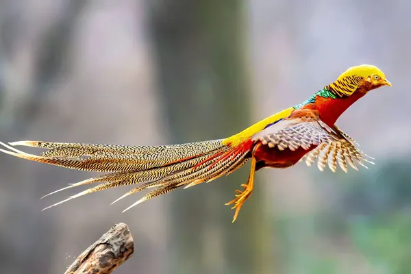 Golden Pheasant in flight in a forest