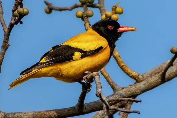 Black-Hooded Oriole on budding branch against blue sky