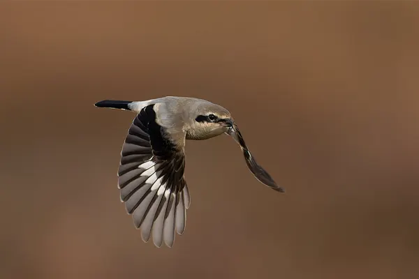 Northern Shrike bird in flight with wings spread and beak open