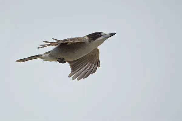 Grey Butcherbird in flight against light blue sky