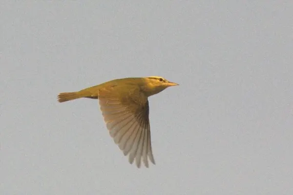 Worm-eating Warbler bird in mid-flight against a light-colored background, likely the sky