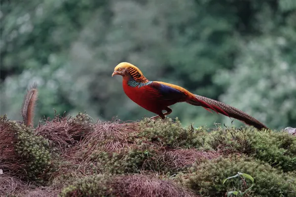 Golden Pheasant walking on leaves in a forest
