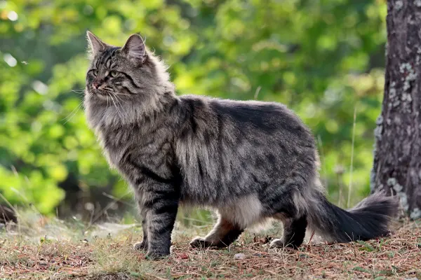 Norwegian Forest Cat standing outdoors in a green setting