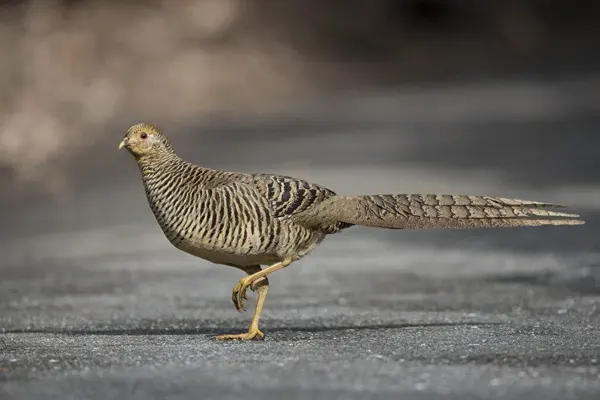 Golden Pheasant walking on a road