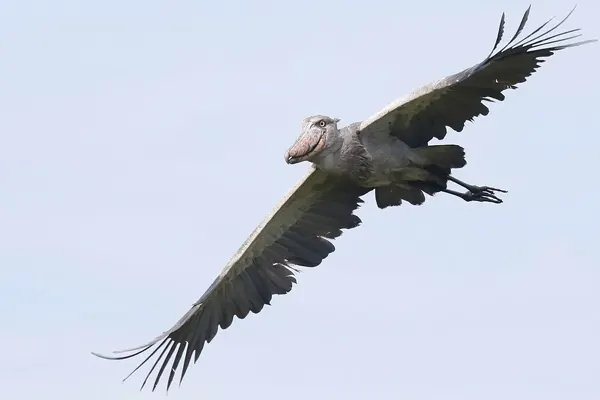 A Shoebill bird in flight with wings spread against a blue sky background