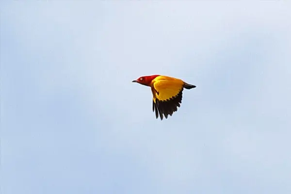 Flame Bowerbird in flight against a blue sky
