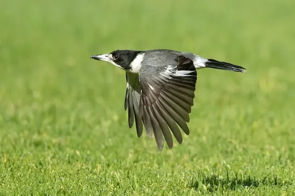 Grey Butcherbird in flight over grassy field