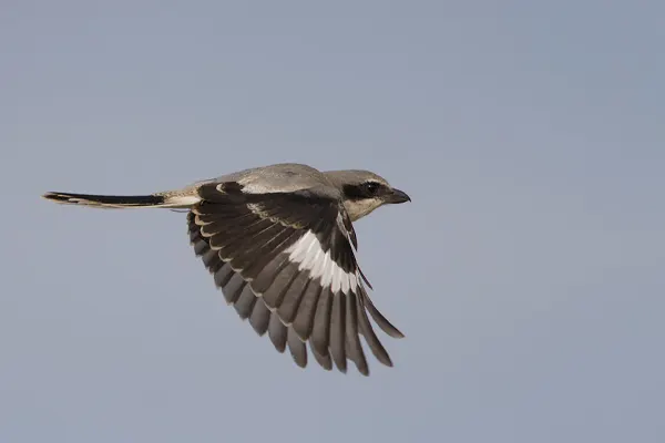 Northern Shrike bird in flight with wings spread against a blue sky