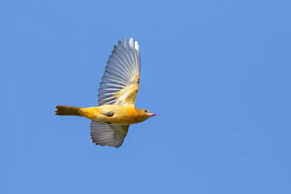 The image captures a Worm-eating Warbler bird in mid-flight against a clear blue sky, showcasing its full wingspan and vibrant colors
