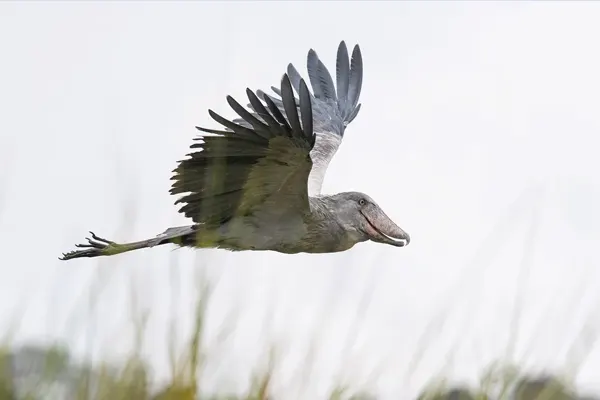 Shoebill bird in flight with wings spread and greenery in the background