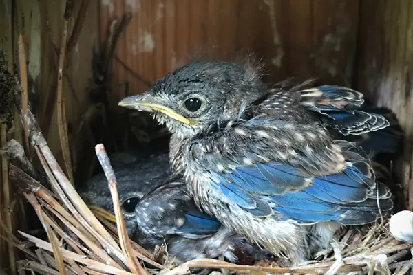 Young Asian Fairy-Bluebirds nestled in a nest in a sheltered environment