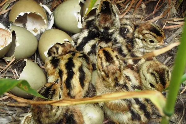 A group of newly hatched Golden Pheasant chicks in a nest with broken eggshells