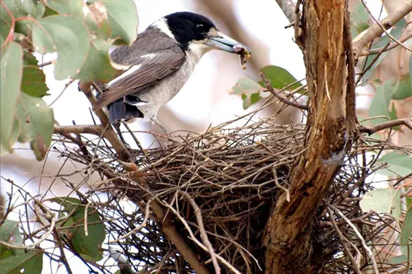 Grey Butcherbird on nest with grub in beak