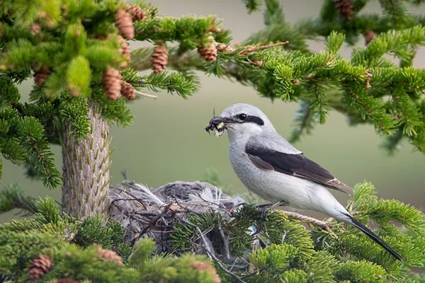 Northern Shrike bird perched on a tree branch with a bug in its beak
