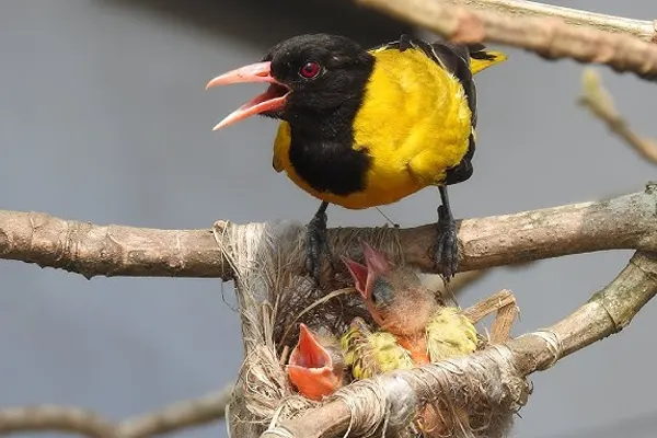 Black-Hooded Oriole with chicks in nest