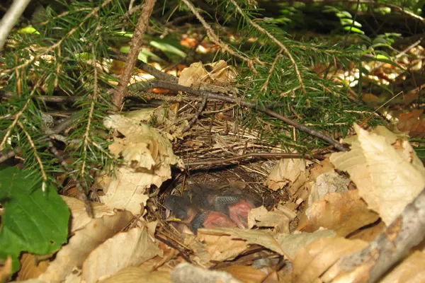 Worm-eating Warbler bird chicks resting in a well-camouflaged nest surrounded by dried leaves and green branches